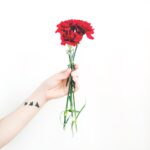 photo of person holding bouquet of red carnations