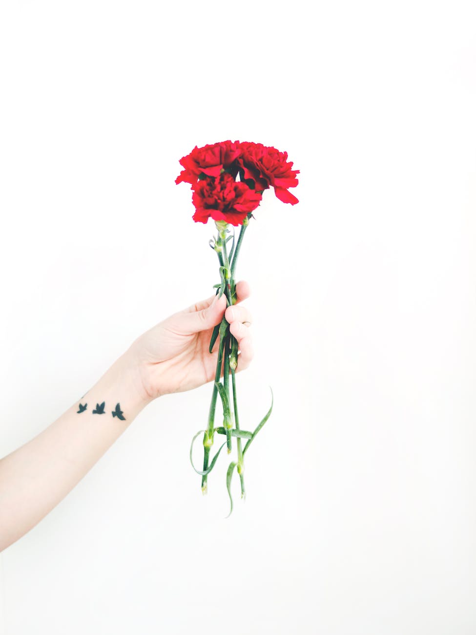 photo of person holding bouquet of red carnations